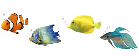 Aquariomania Aquarios e Peixes em Betim.
